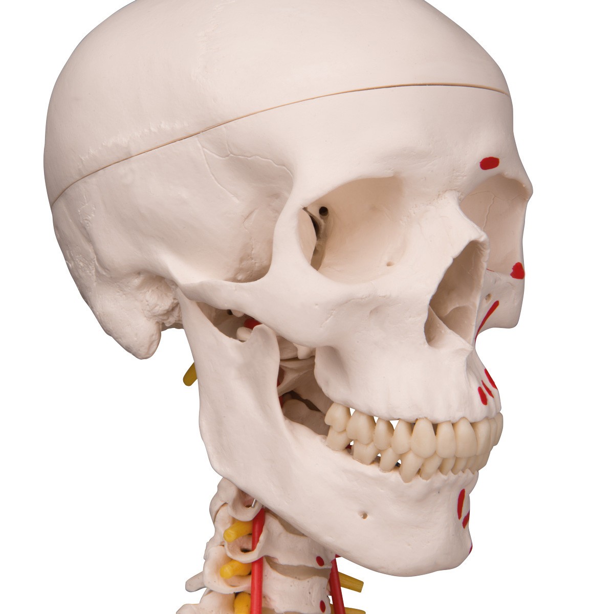 Sam The Super Skeleton Anatomy Model with Hanging Stand