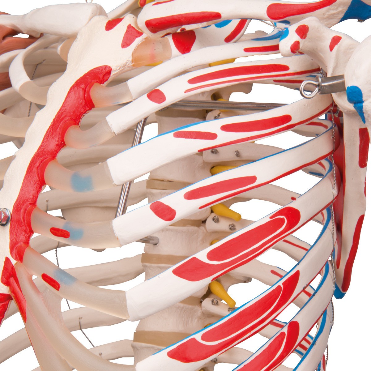 Sam The Super Skeleton Anatomy Model with Hanging Stand