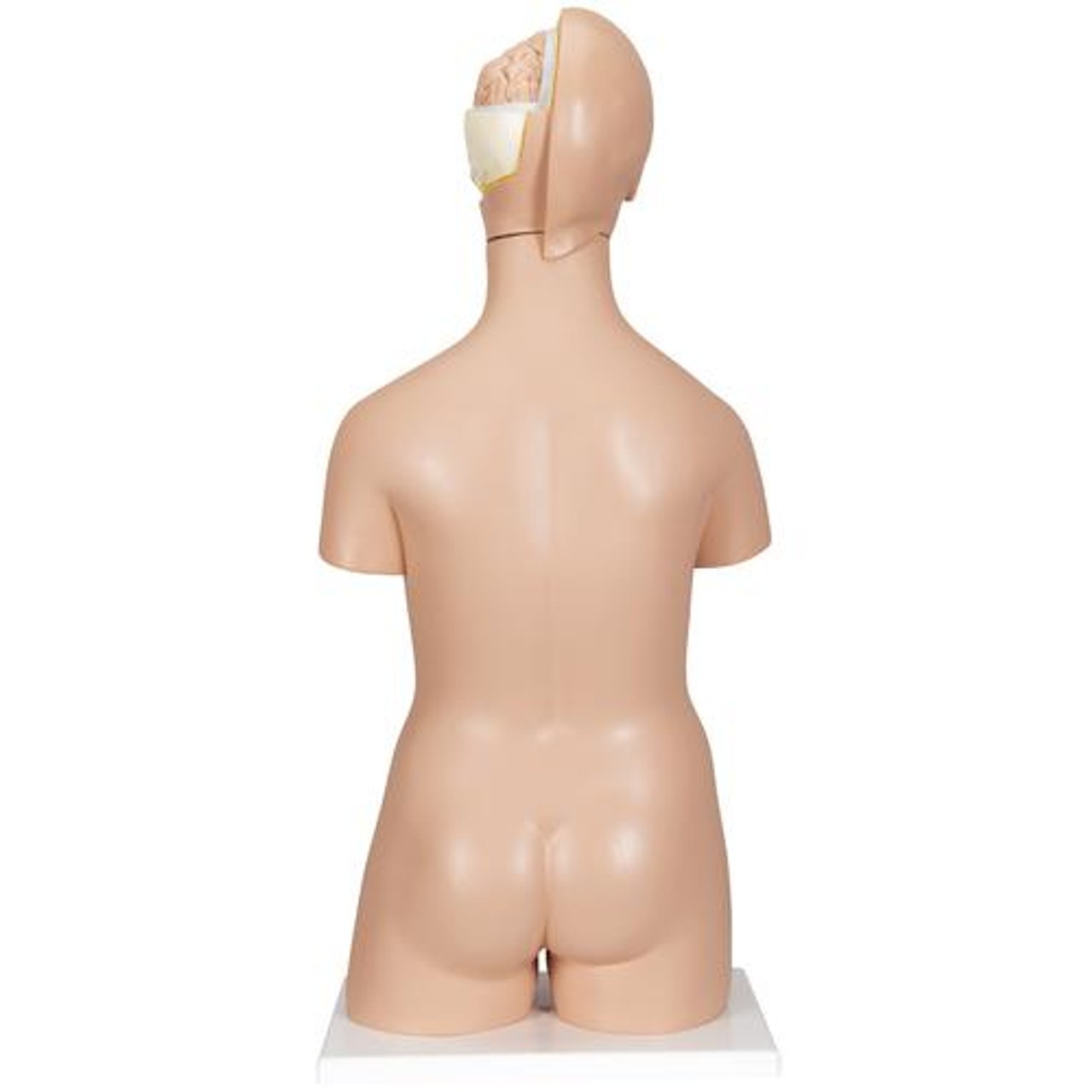 Deluxe Dual-Sex Human Torso Anatomy Model 20 Parts