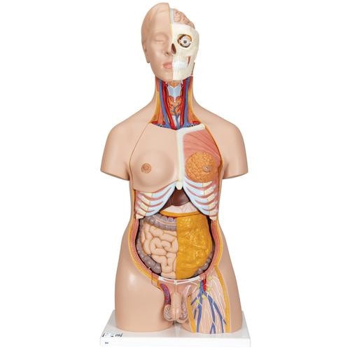 3B Scientific Deluxe Dual-Sex Human Torso Anatomy Model (20 Parts