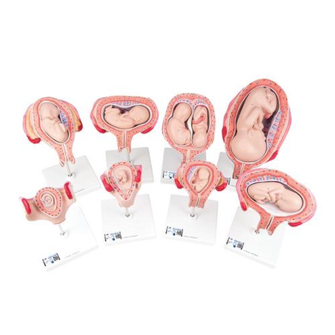 3B Scientific Pregnancy Development Series Anatomy Model 8 Models