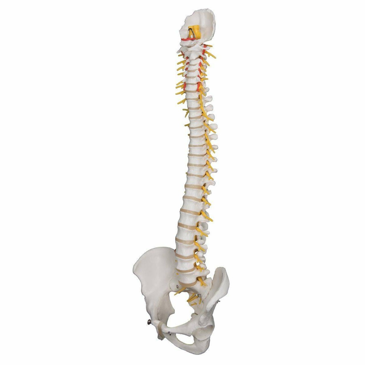 Deluxe Flexible Human Spine Anatomy Model
