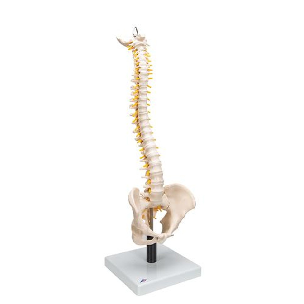 洋書 Spine,Spinal,Cord,And ANS The Spinner Zip Ankle - Back Pedal | MOTHER DENIM