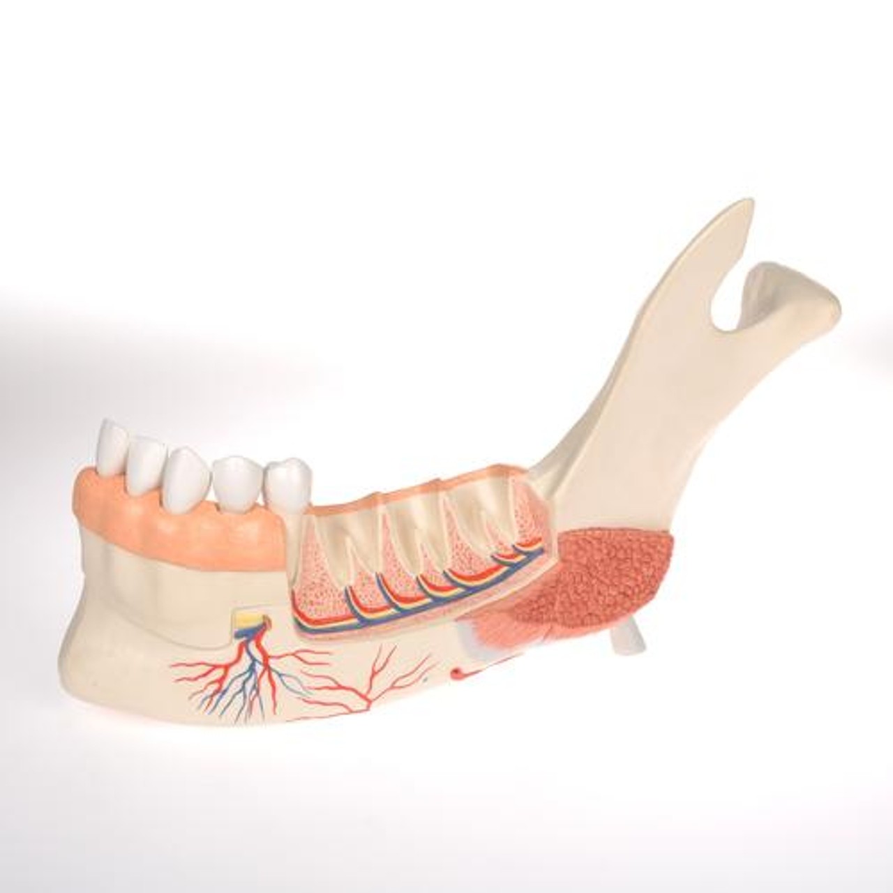 Advanced Half Lower Jaw Anatomy Model With 8 Dissected Teeth 19 Parts