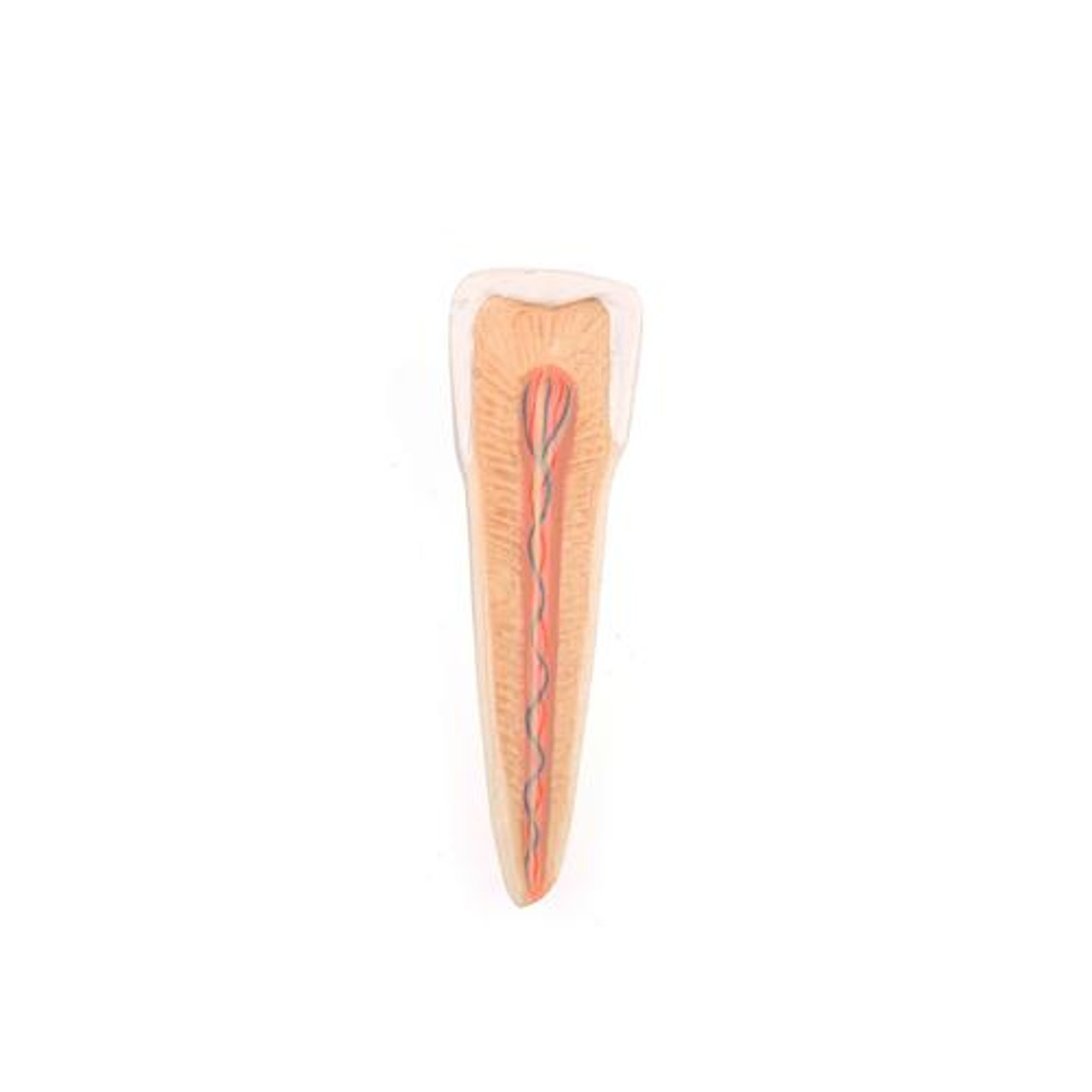 Advanced Half Lower Jaw Anatomy Model With 8 Dissected Teeth 19 Parts