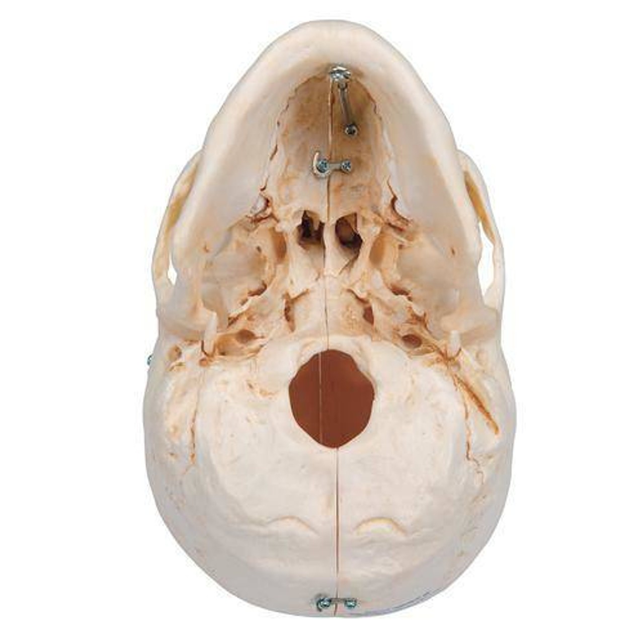 BONElike Human Bony Skull Anatomy Model 6 Parts