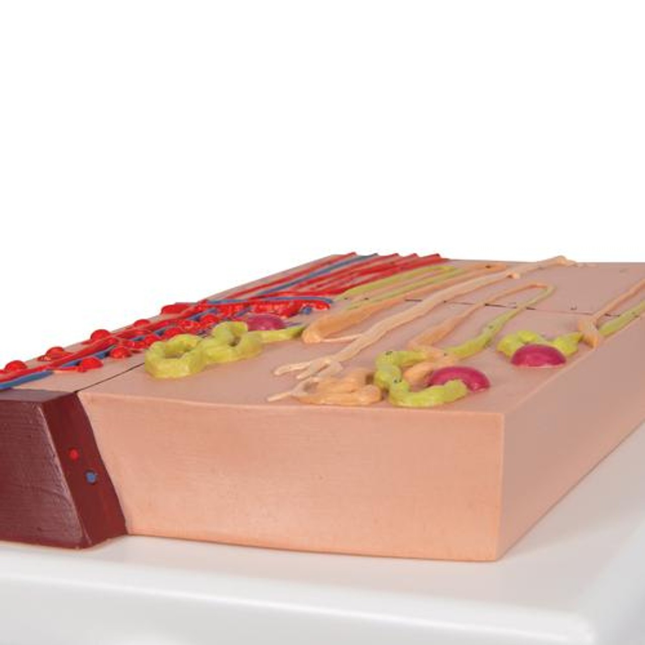 Nephrons and Blood Vessels Anatomy Model