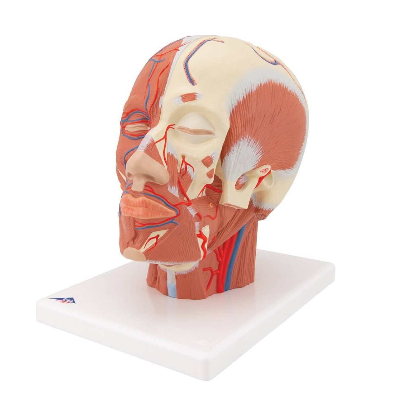 Head and Neck Musculature with Blood Vessels Anatomy Model