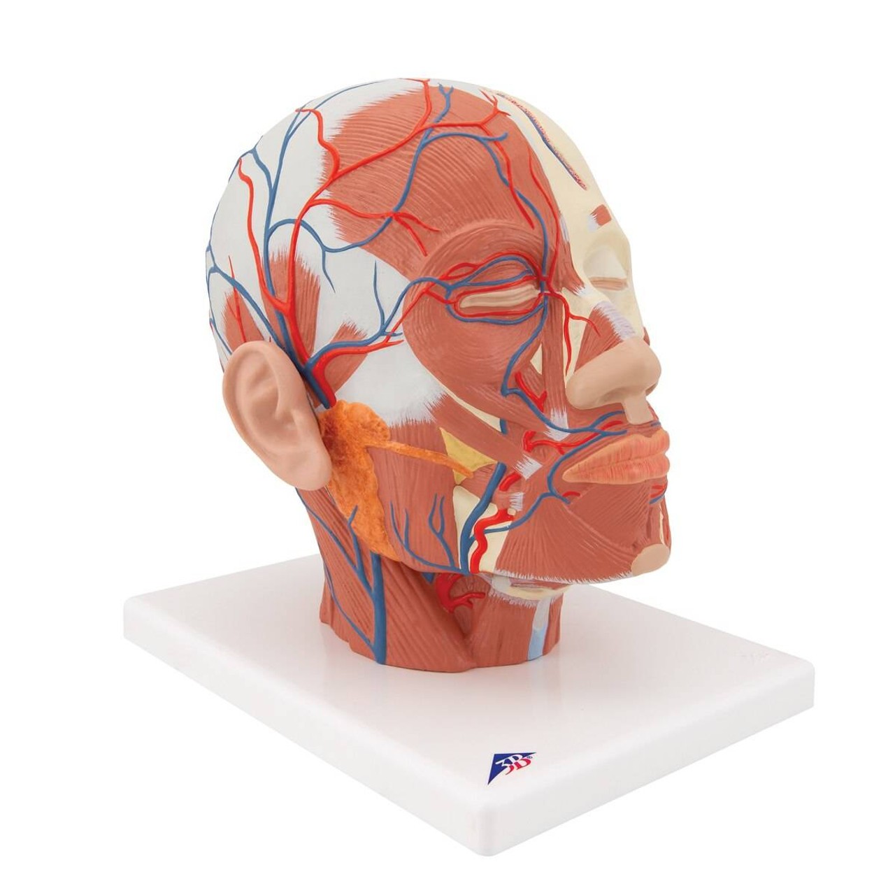 Head and Neck Musculature with Blood Vessels Anatomy Model