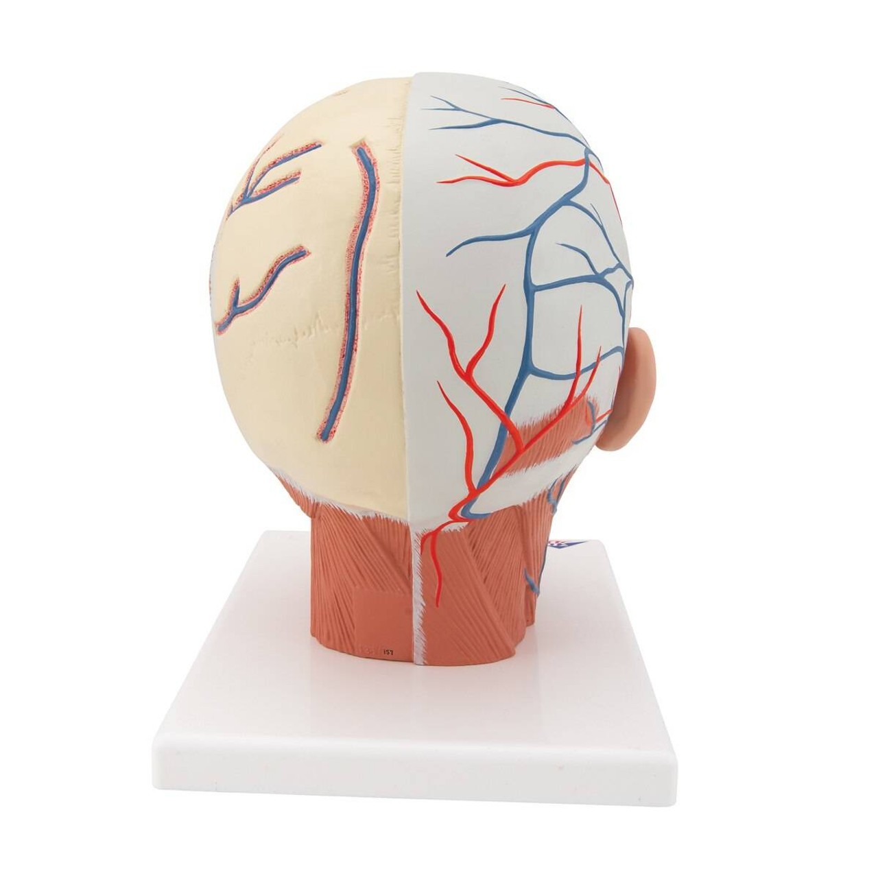 Head and Neck Musculature with Blood Vessels Anatomy Model
