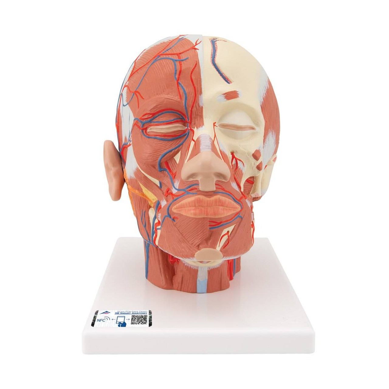 Head and Neck Musculature with Blood Vessels Anatomy Model