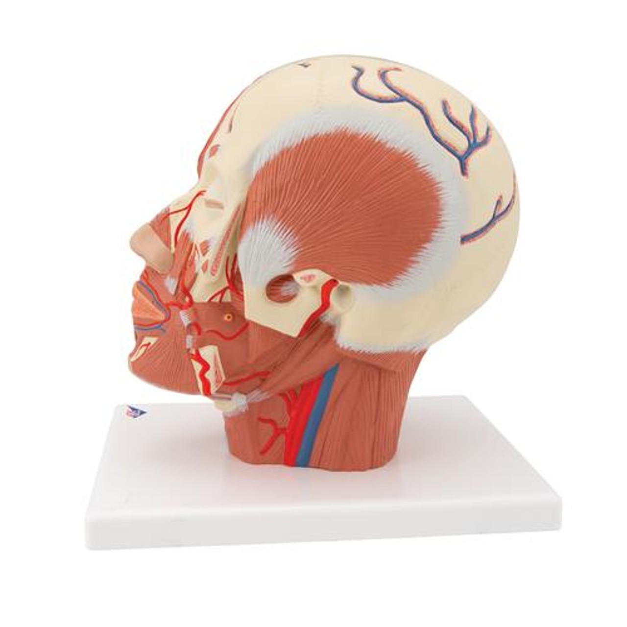 Head and Neck Musculature with Blood Vessels Anatomy Model