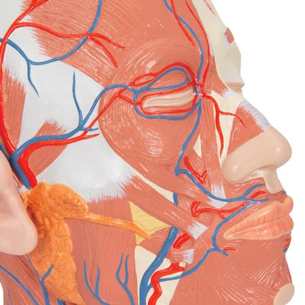 Head and Neck Musculature with Blood Vessels Anatomy Model