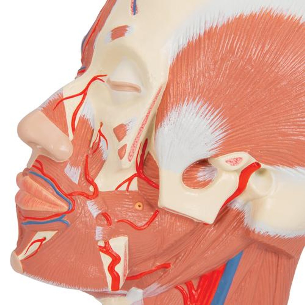 Head and Neck Musculature with Blood Vessels Anatomy Model
