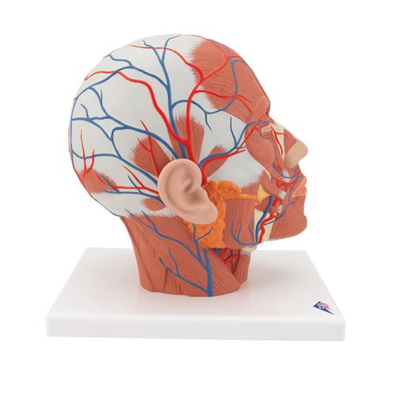 Head and Neck Musculature with Blood Vessels Anatomy Model