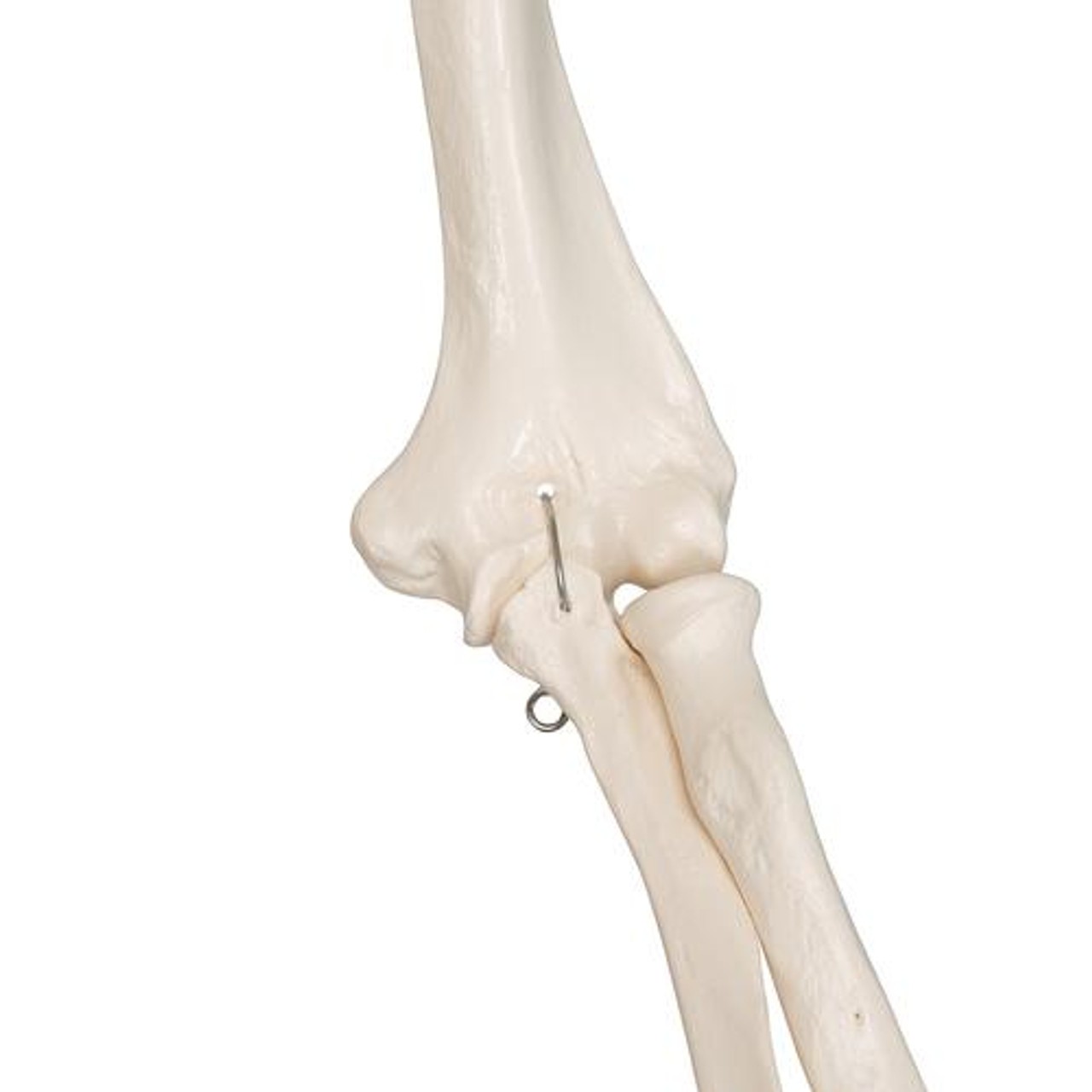 Leo The Ligament Human Skeleton Anatomy Model