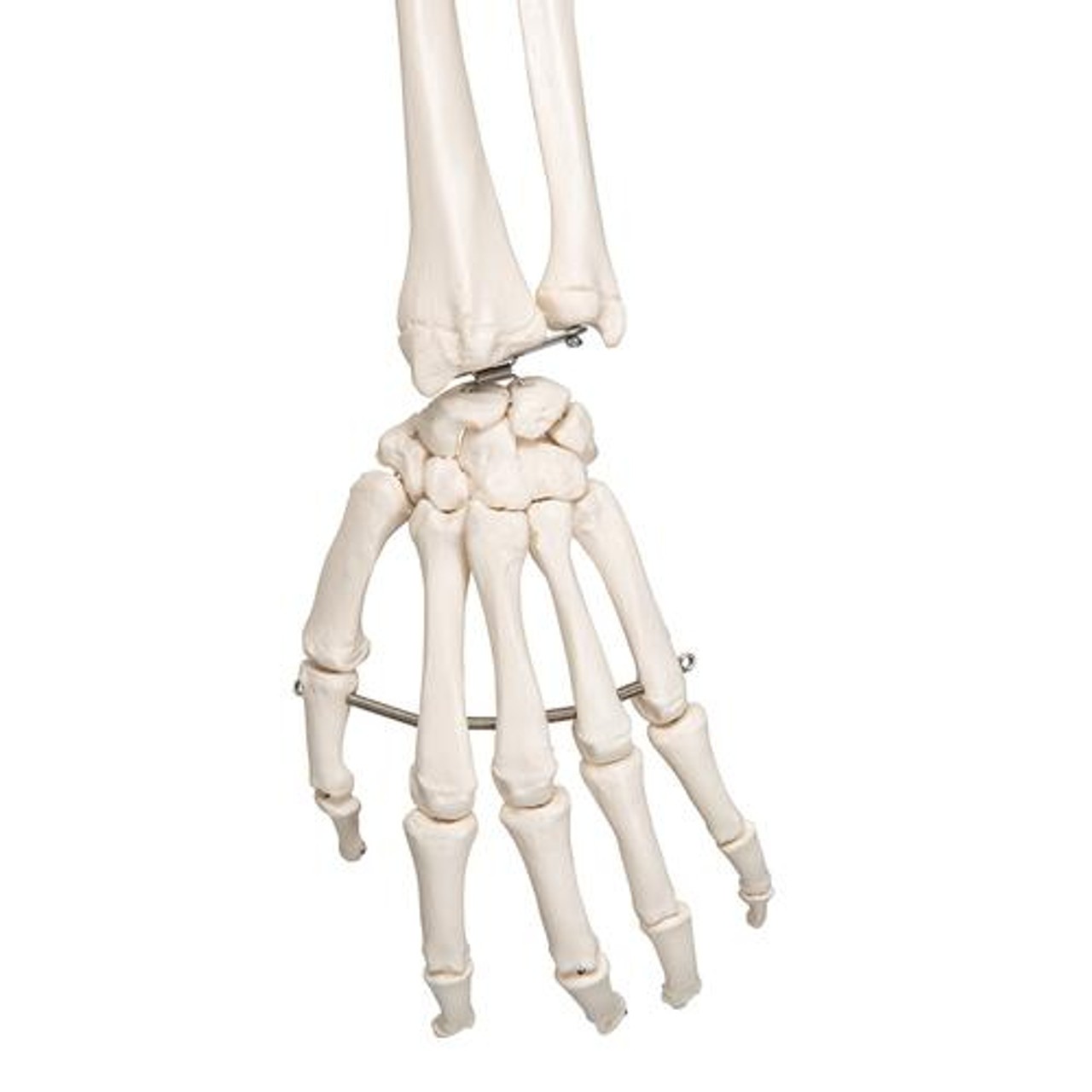 Leo The Ligament Human Skeleton Anatomy Model