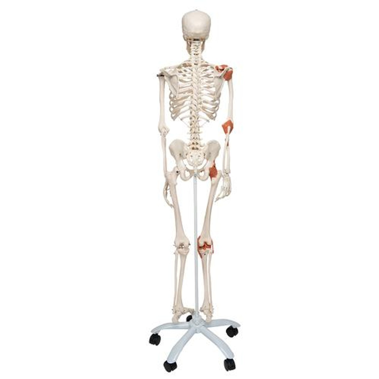 Leo The Ligament Human Skeleton Anatomy Model