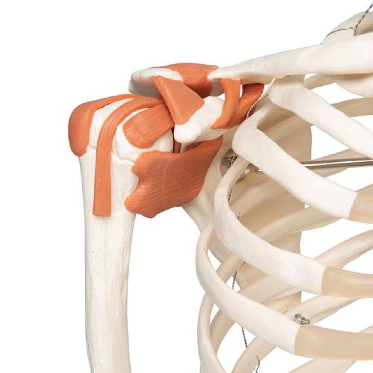 Leo The Ligament Human Skeleton Anatomy Model