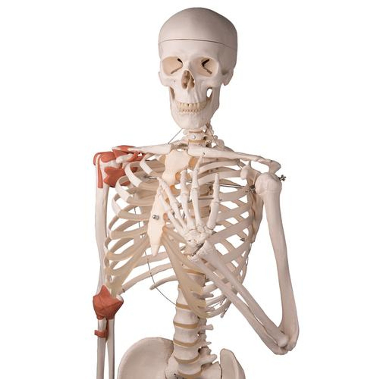 Leo The Ligament Human Skeleton Anatomy Model