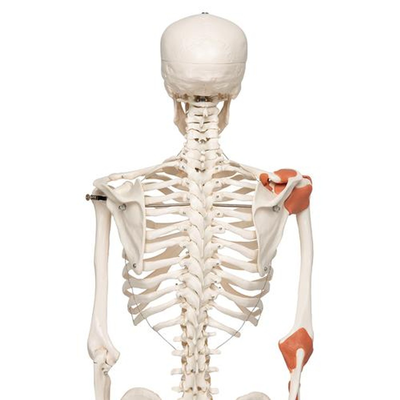 Leo The Ligament Human Skeleton Anatomy Model