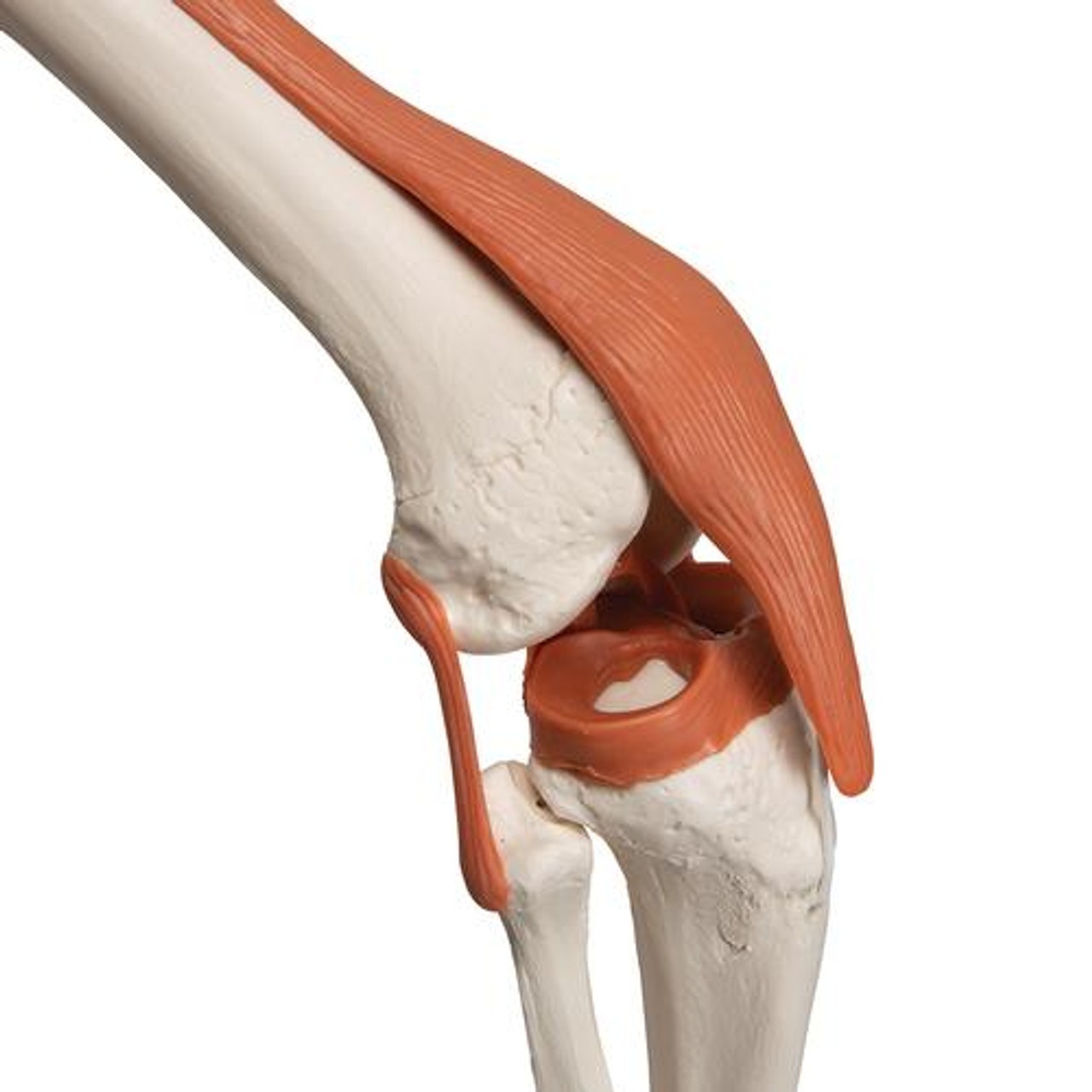 Leo The Ligament Human Skeleton Anatomy Model