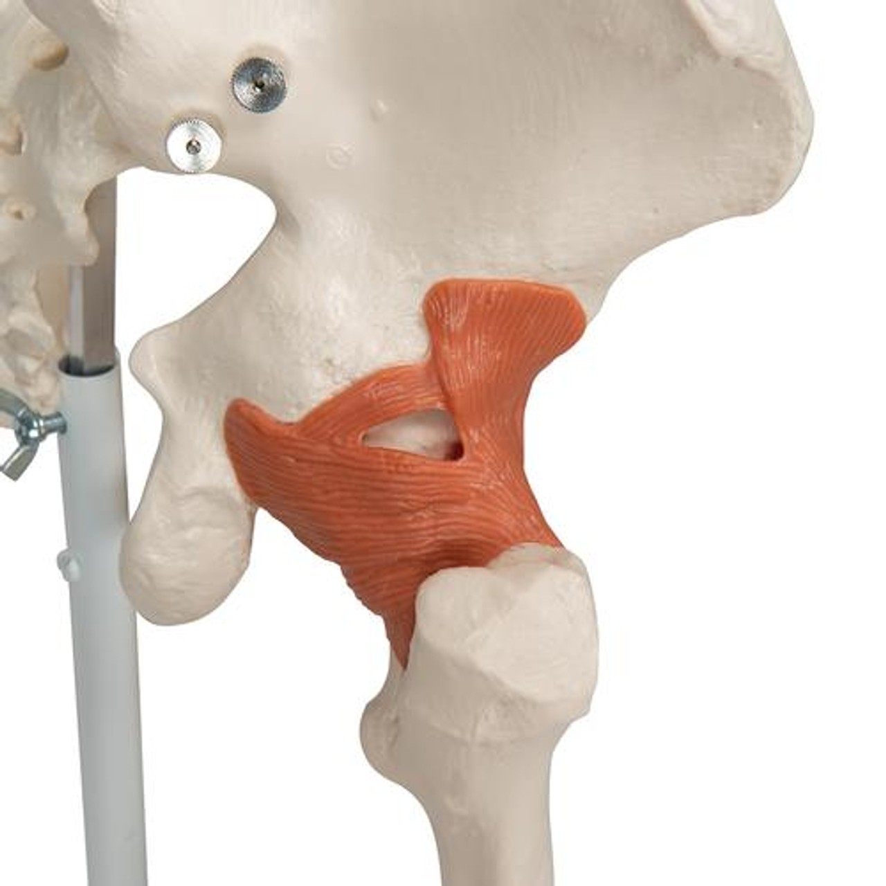 Leo The Ligament Human Skeleton Anatomy Model