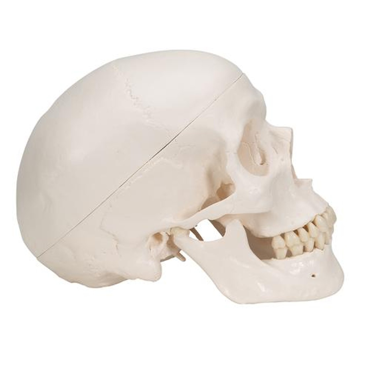 Classic Human Skull Anatomy Model With Brain
