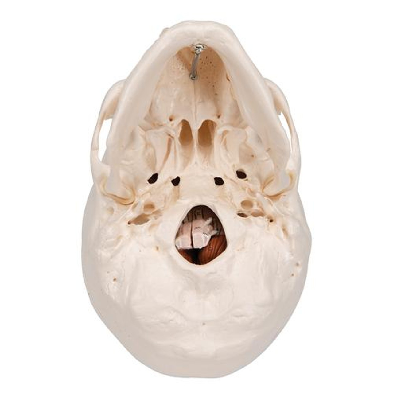 Classic Human Skull Anatomy Model With Brain
