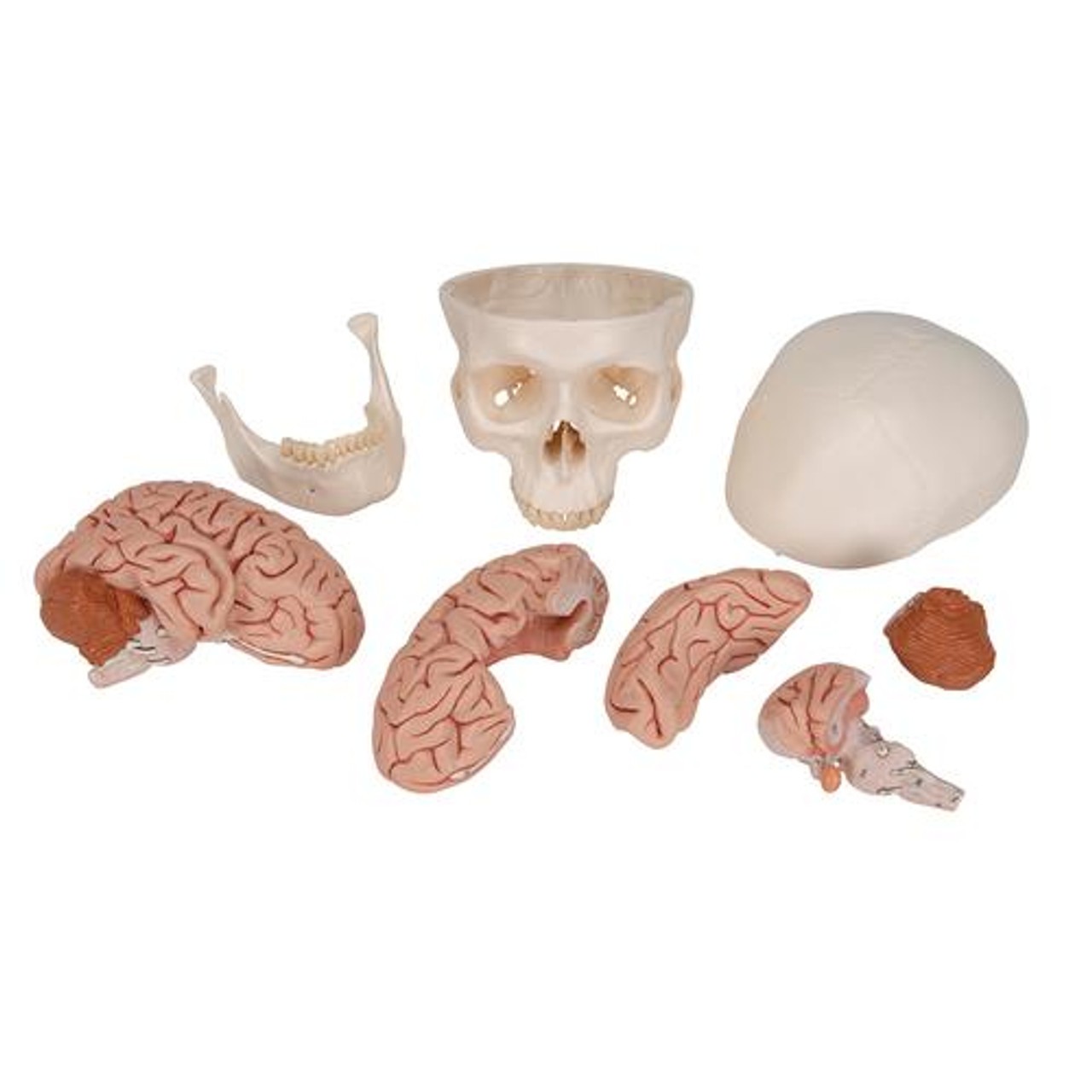 Classic Human Skull Anatomy Model With Brain