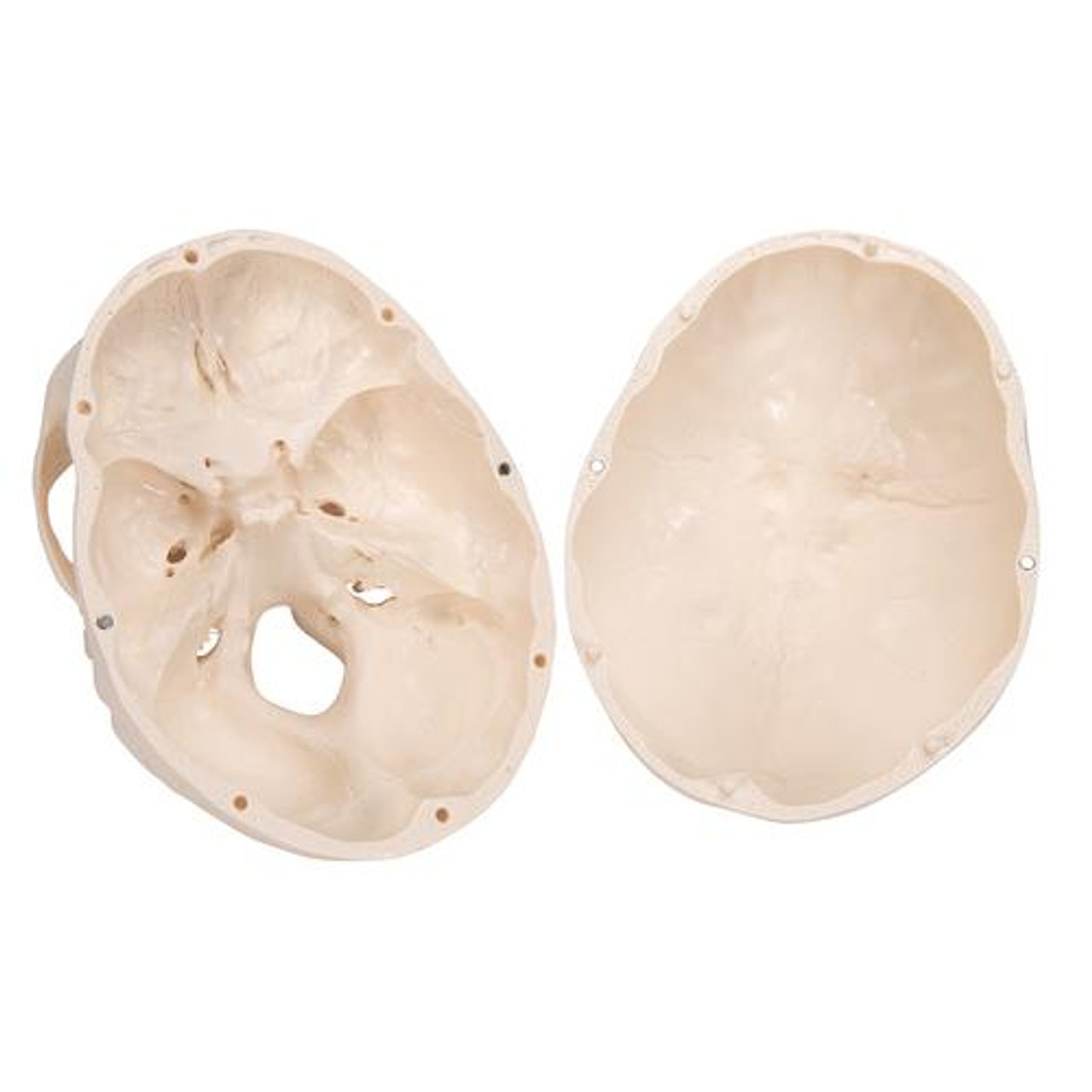 Classic Human Skull Anatomy Model With Brain