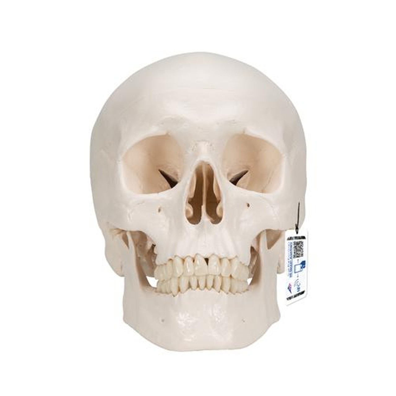 Classic Human Skull Anatomy Model With Brain
