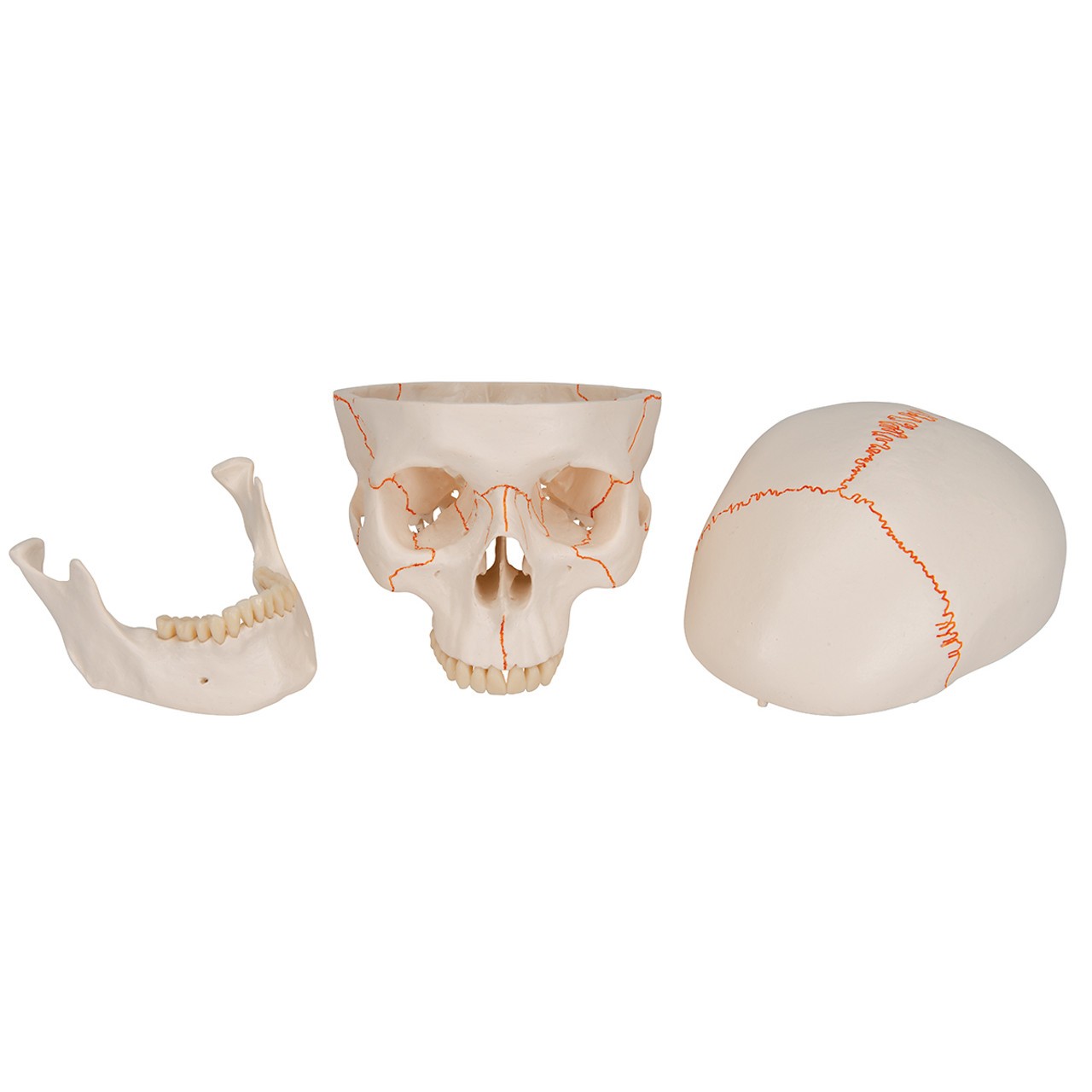 Human Classic Skull Model, 3-Part Anatomy Model