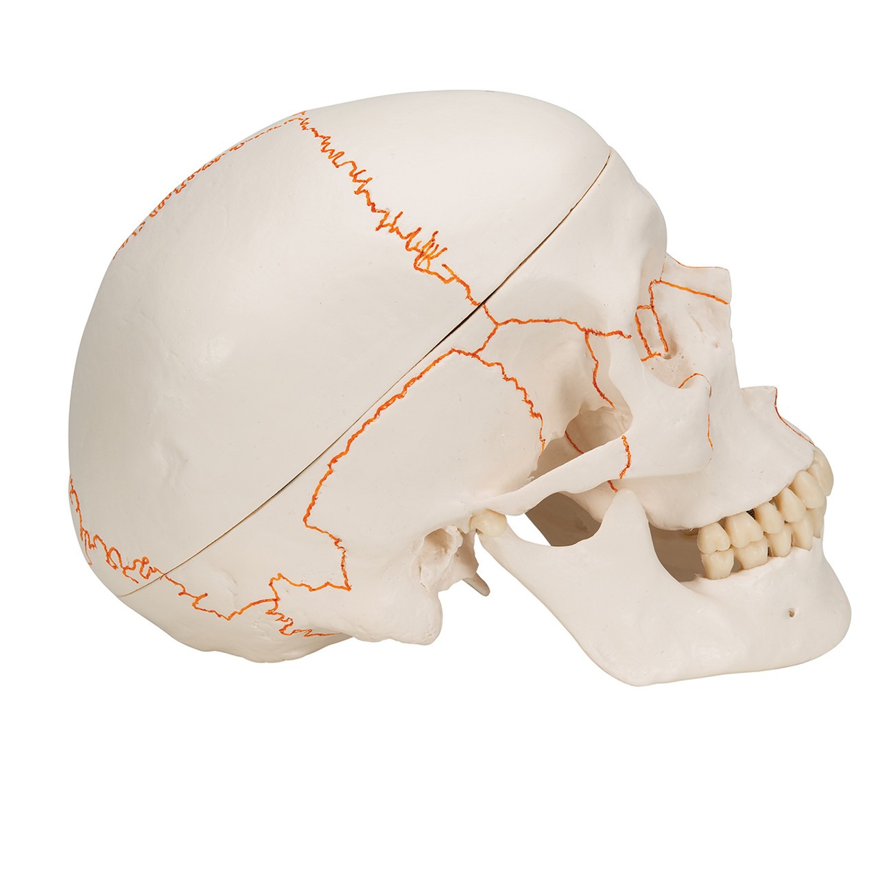 Human Classic Skull Model, 3-Part Anatomy Model
