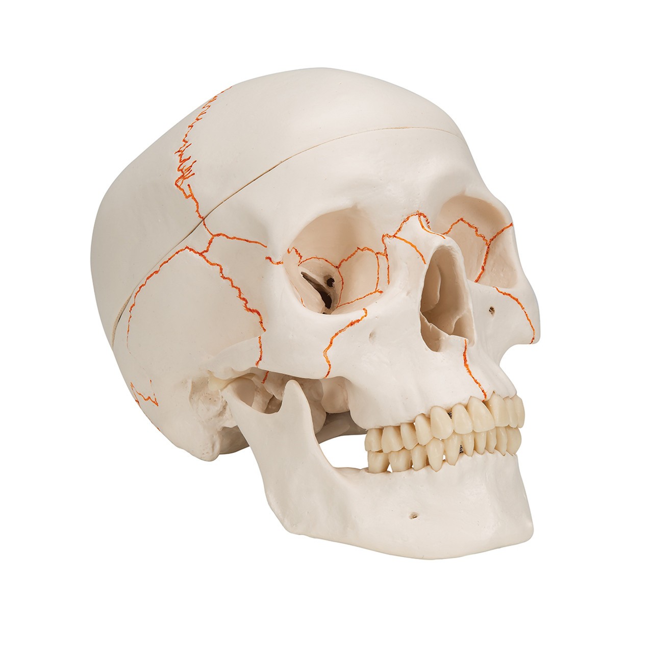 Human Classic Skull Model, 3-Part Anatomy Model