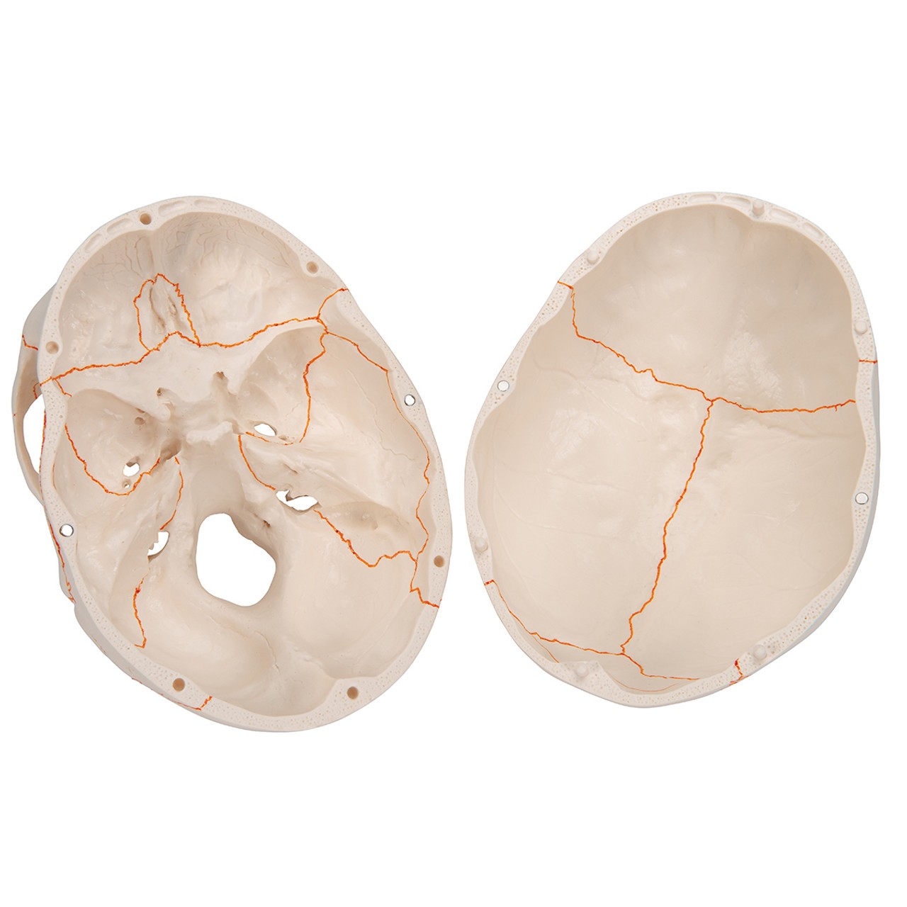 Human Classic Skull Model, 3-Part Anatomy Model