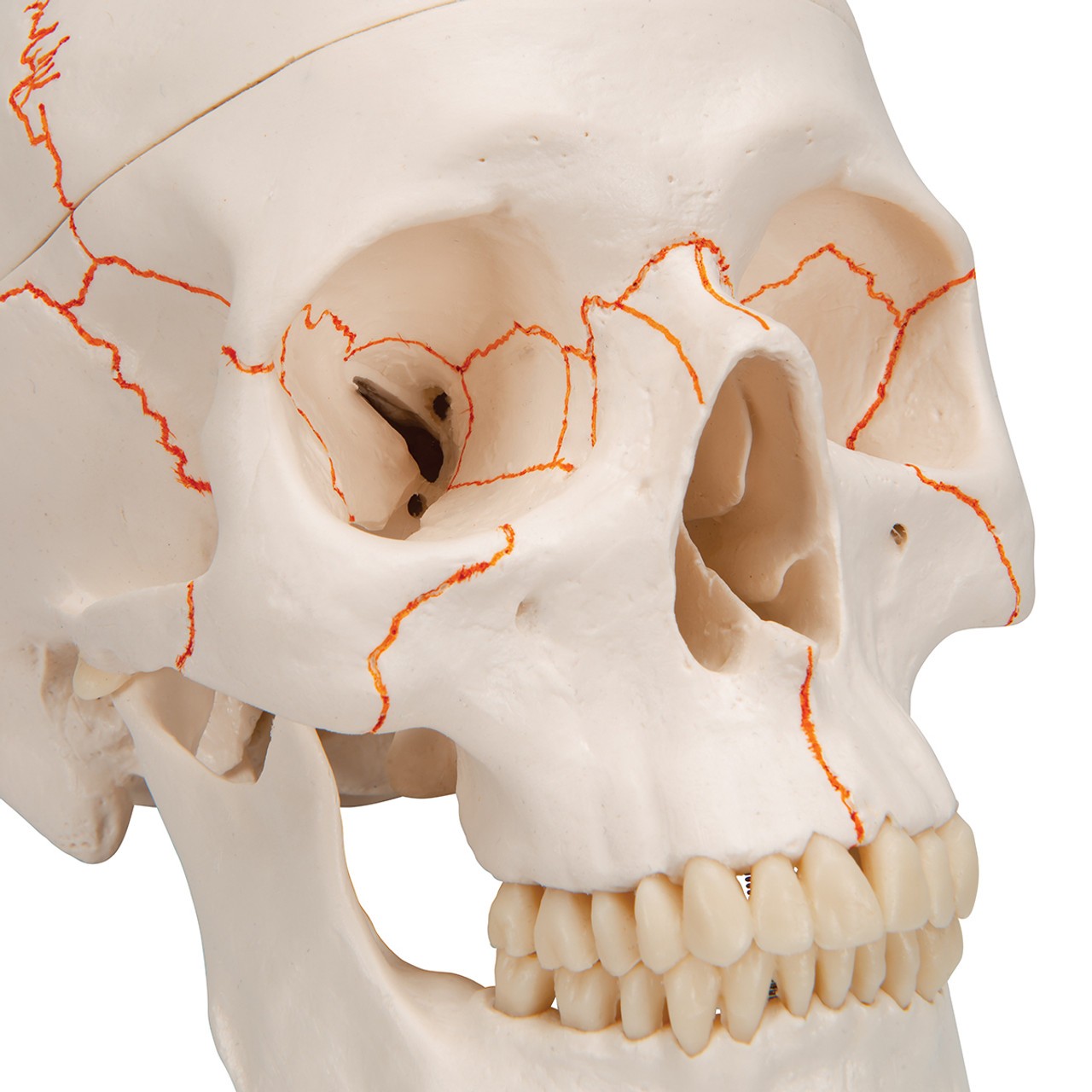 Human Classic Skull Model, 3-Part Anatomy Model