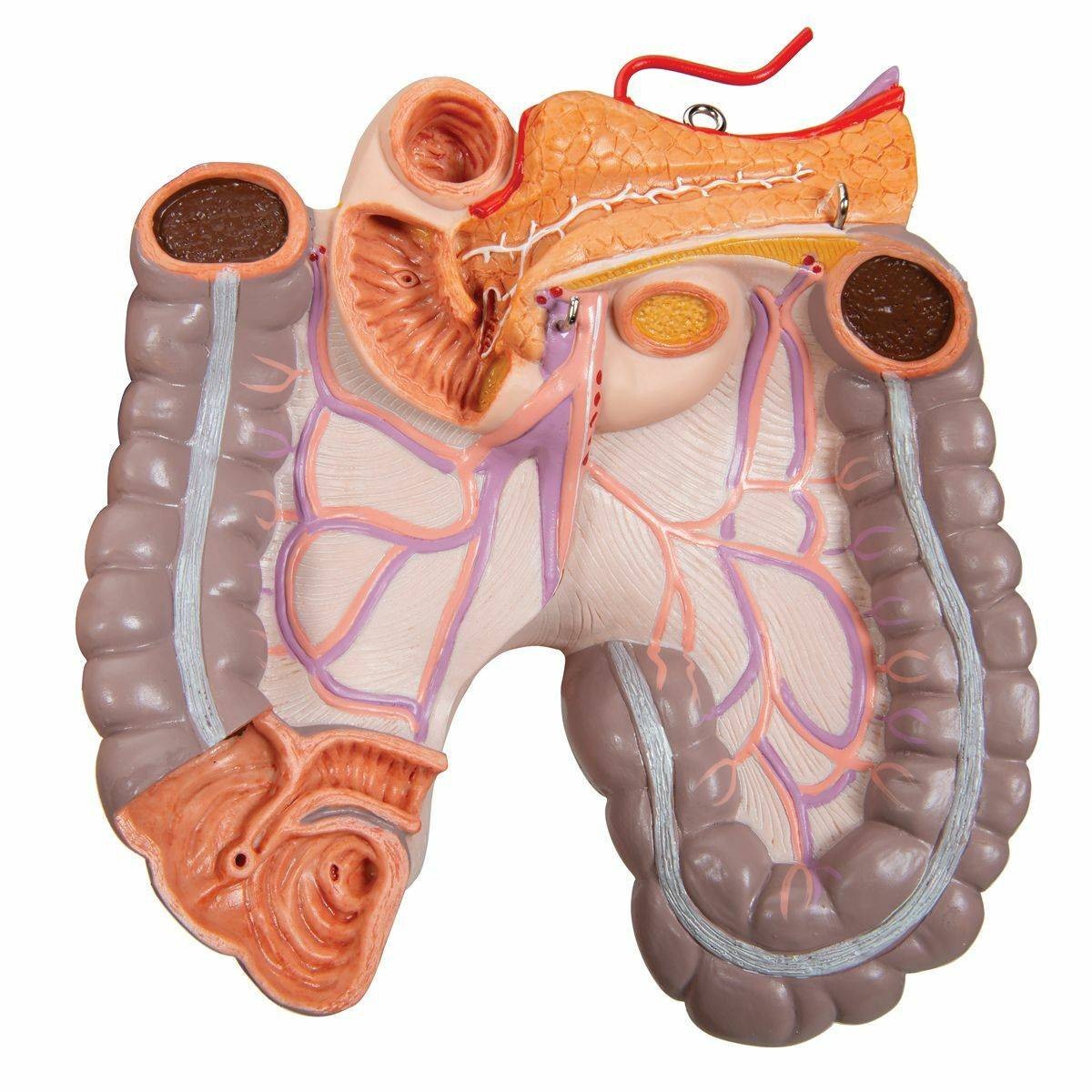 3B Scientific Deluxe Human Dual-Sex Torso (24 Parts) | Anatomy