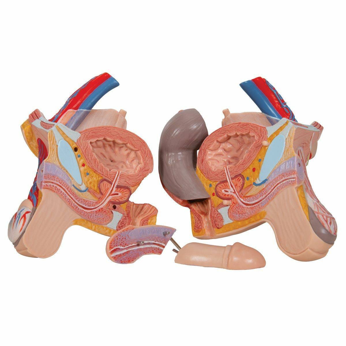 3B Scientific Deluxe Human Dual-Sex Torso (24 Parts) | Anatomy