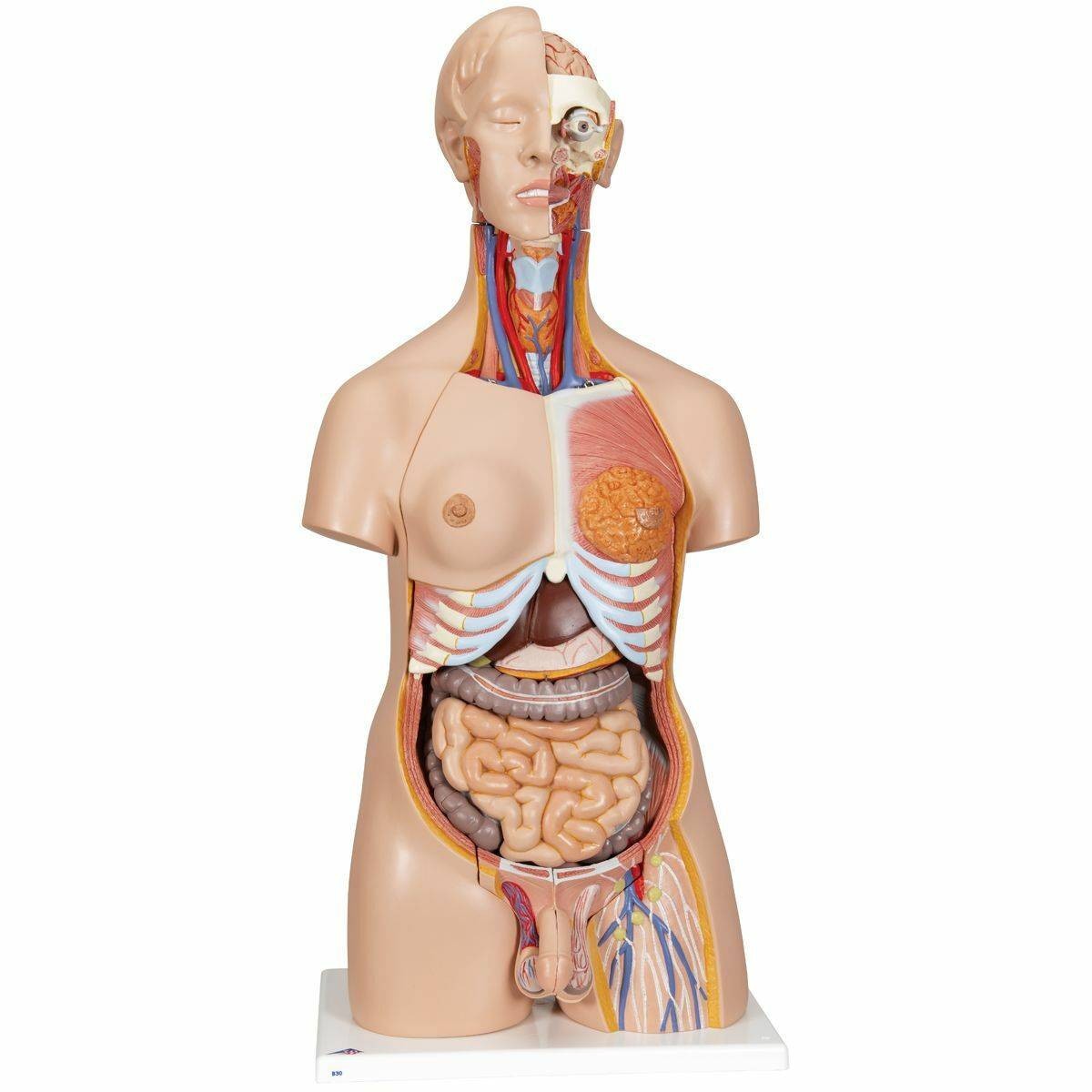 3B Scientific Deluxe Human Dual-Sex Torso (24 Parts) | Anatomy
