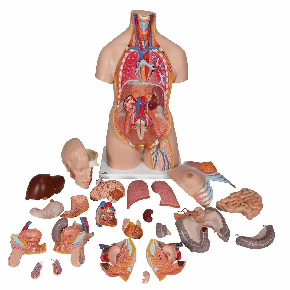 3B Scientific Deluxe Human Dual-Sex Torso (24 Parts) | Anatomy
