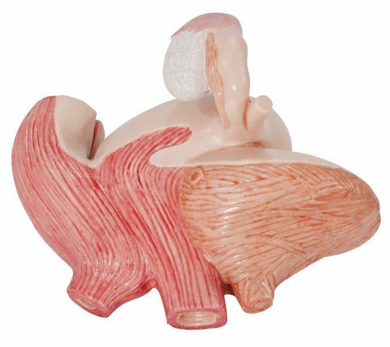 Life-Size Female Pelvis Anatomy Model With Ligaments Vessels Nerves and Pelvic Floor