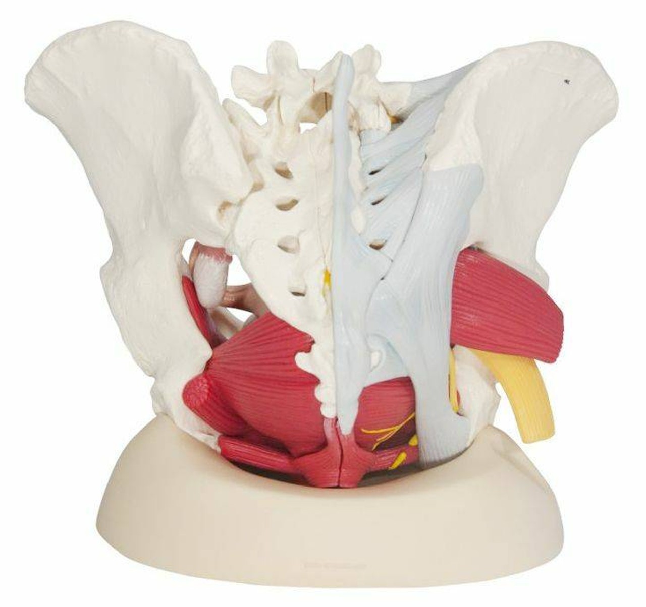 Life-Size Female Pelvis Anatomy Model With Ligaments Vessels Nerves and Pelvic Floor