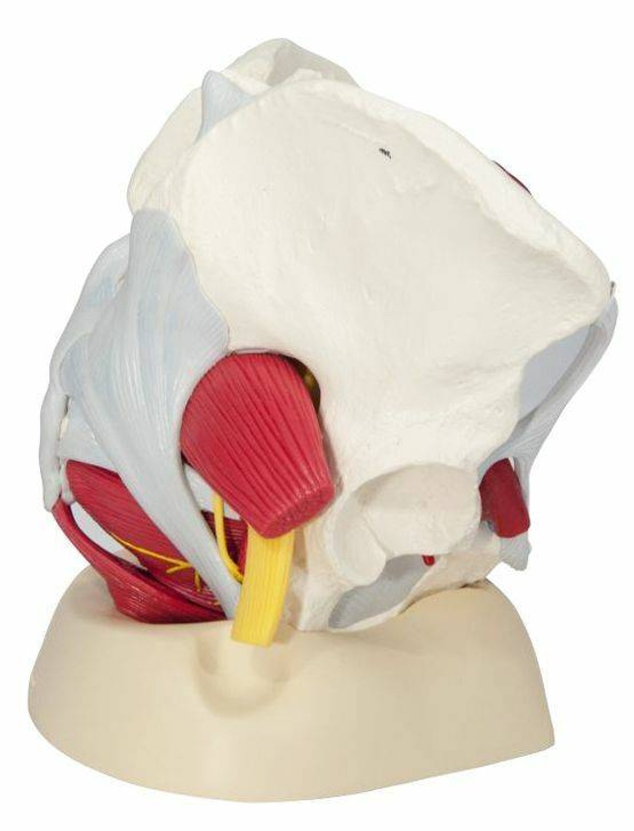 Life-Size Female Pelvis Anatomy Model With Ligaments Vessels Nerves and Pelvic Floor