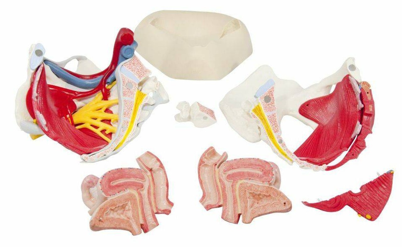 Life-Size Female Pelvis Anatomy Model With Ligaments Vessels Nerves and Pelvic Floor