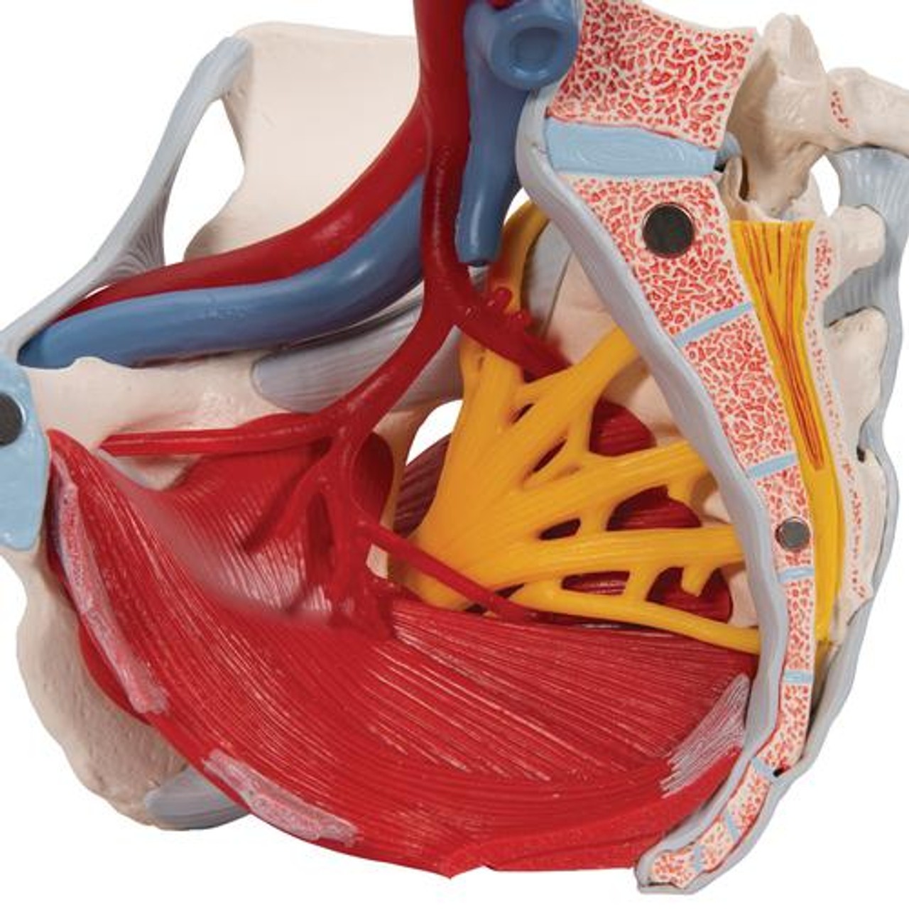 Life-Size Female Pelvis Anatomy Model With Ligaments Vessels Nerves and Pelvic Floor