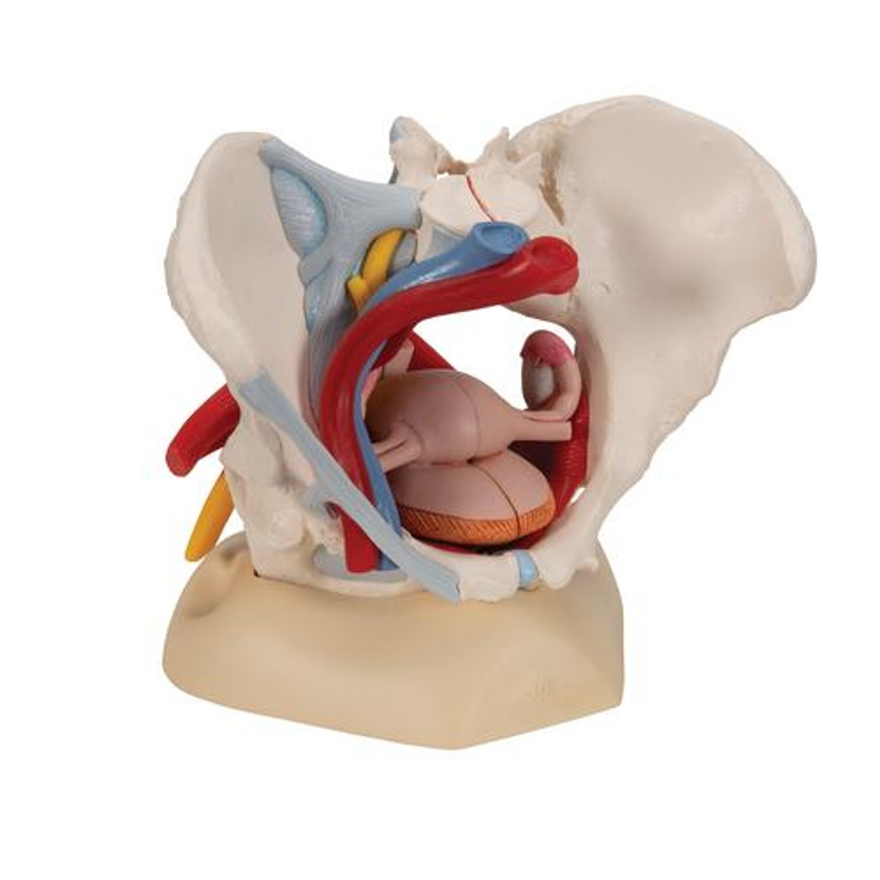 Life-Size Female Pelvis Anatomy Model With Ligaments Vessels Nerves and Pelvic Floor