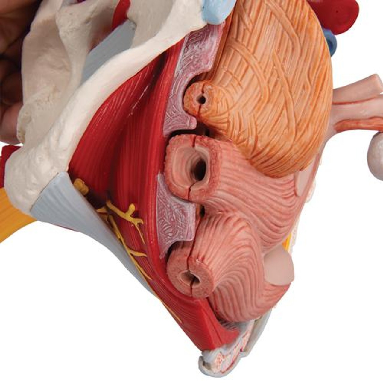 Life-Size Female Pelvis Anatomy Model With Ligaments Vessels Nerves and Pelvic Floor