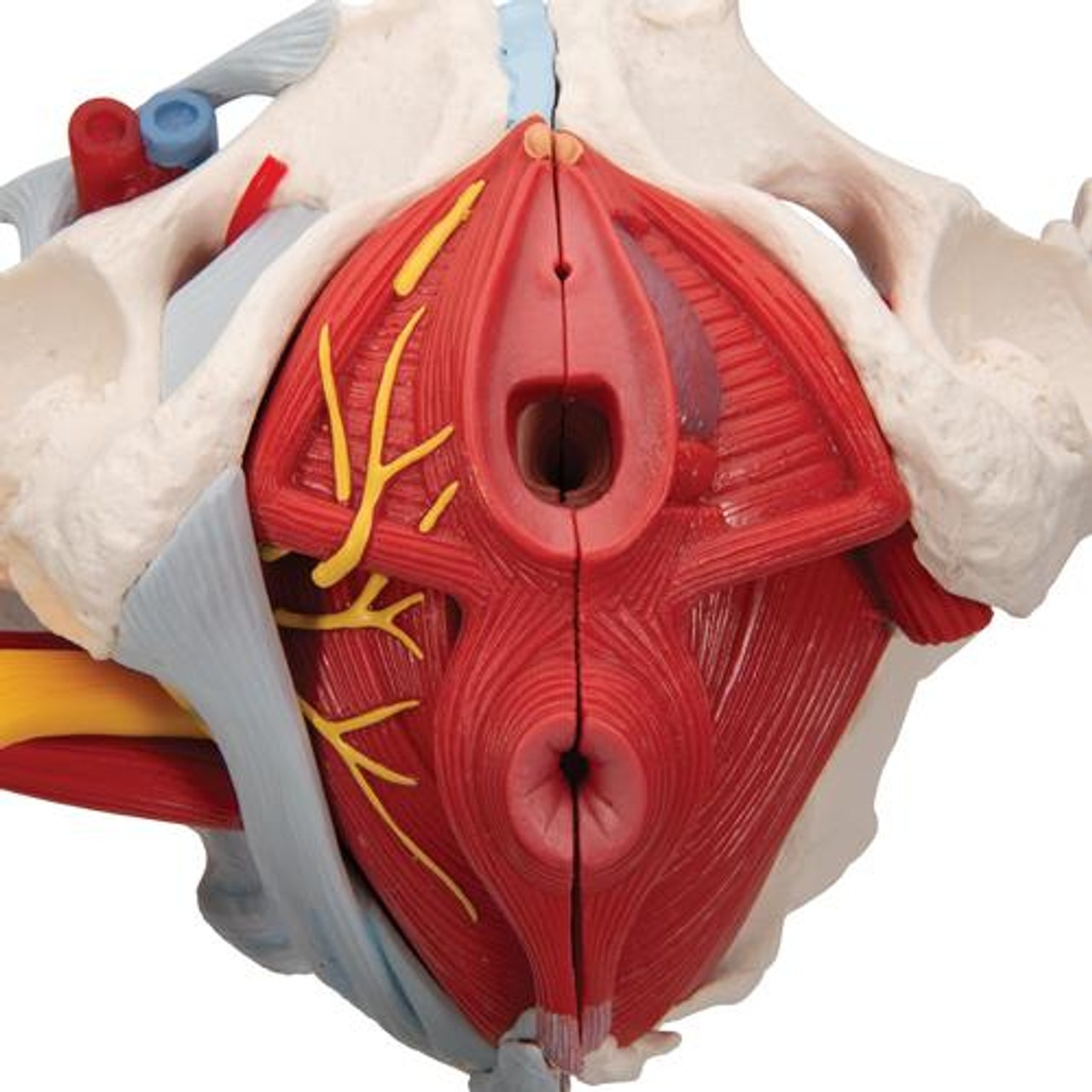 Life-Size Female Pelvis Anatomy Model With Ligaments Vessels Nerves and Pelvic Floor