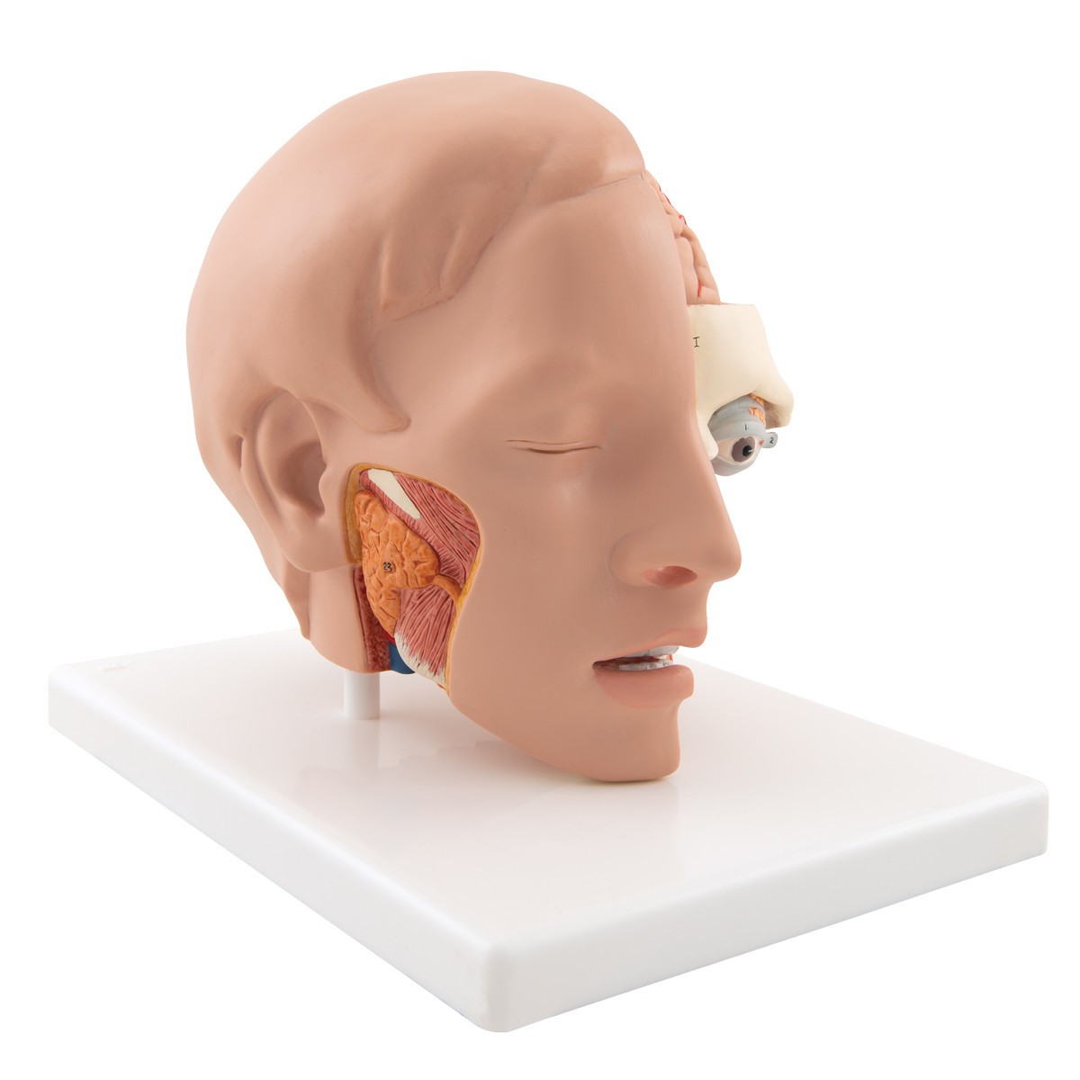 Life-Size Human Head Anatomy Model (6 Parts)